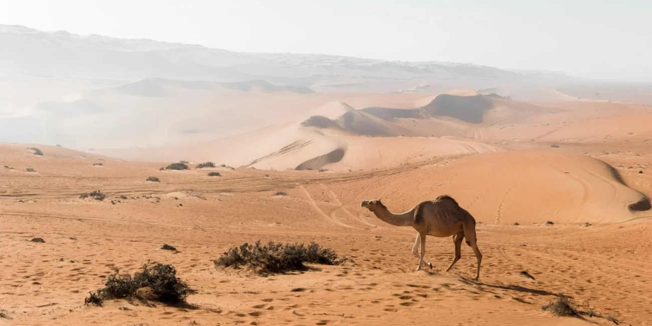 brown camel at the desert during daytime