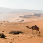 brown camel at the desert during daytime
