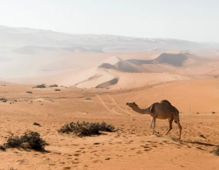 brown camel at the desert during daytime