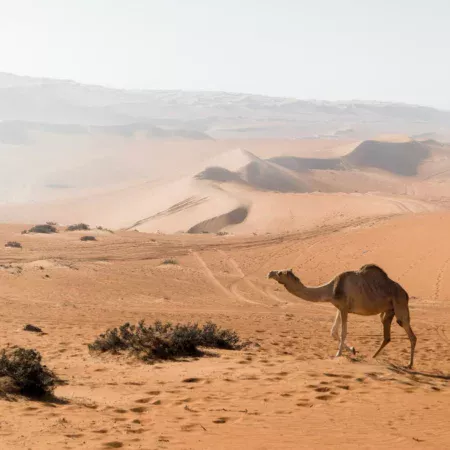 brown camel at the desert during daytime