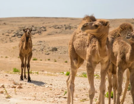 a group of camels walking in the desert