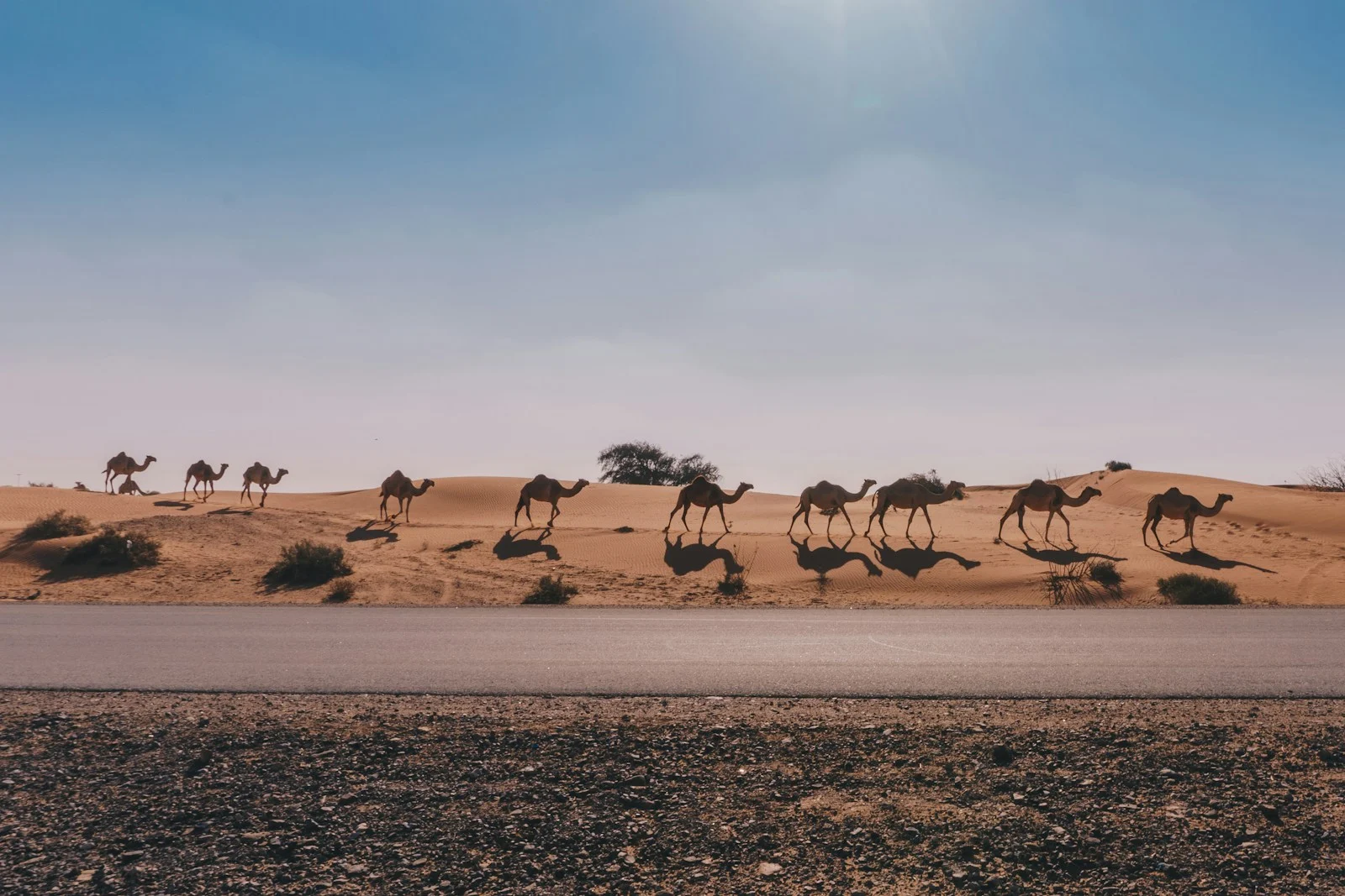 Photo by Piotr Chrobot camel walking on the desert