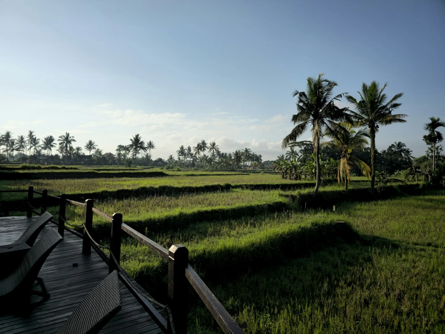 Lush green rice paddies with palm trees under blue sky.