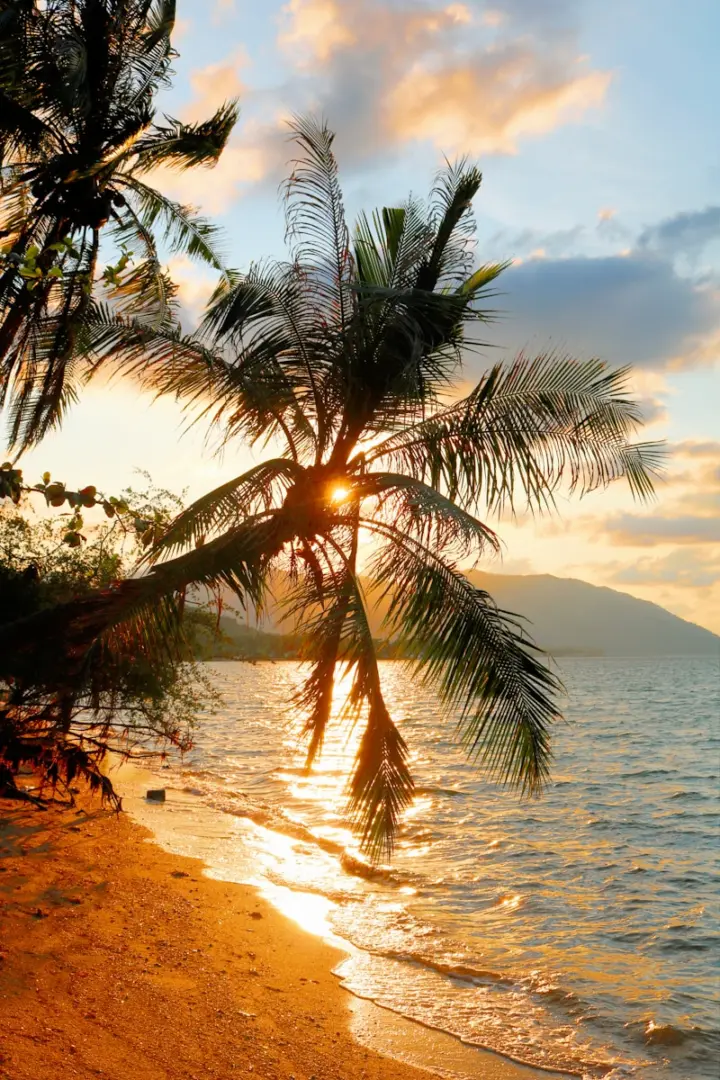 Photo by Philipp Potocnik green palm trees on seashore during golden hour