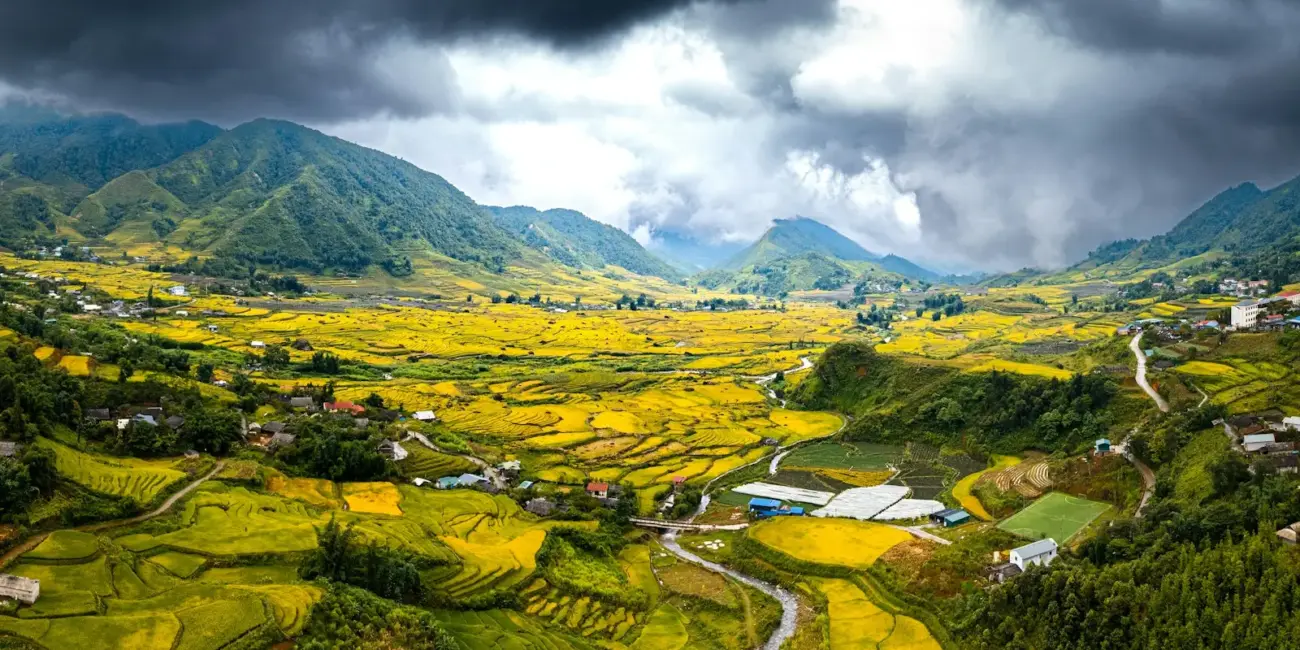 Vast yellow rice terraces in a mountainous landscape.