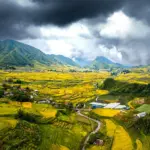 Vast yellow rice terraces in a mountainous landscape.