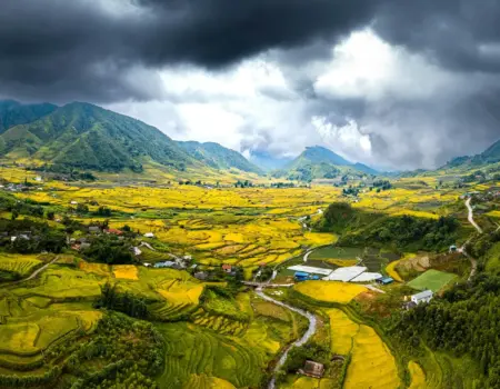 Vast yellow rice terraces in a mountainous landscape.