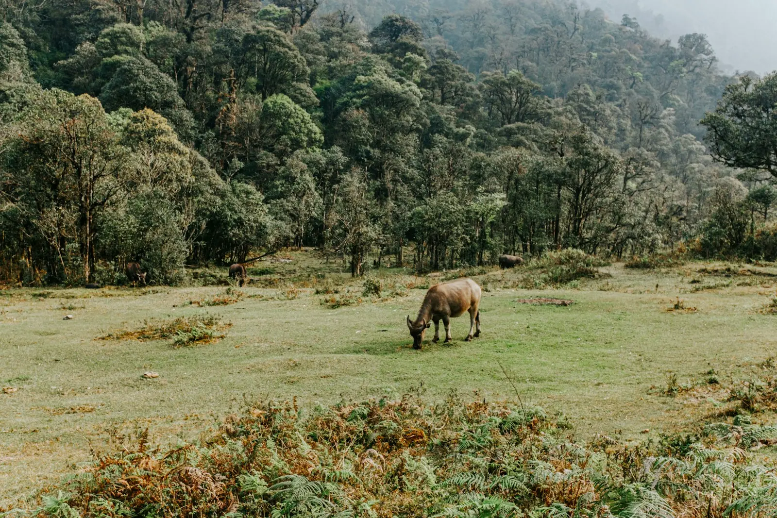 A cow grazes peacefully in a green meadow.