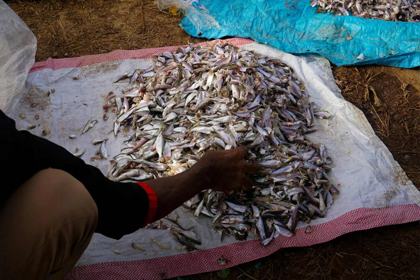 Fisherman sorting fresh fish on a tarp in rural Cambodia, showcasing traditional livelihoods.