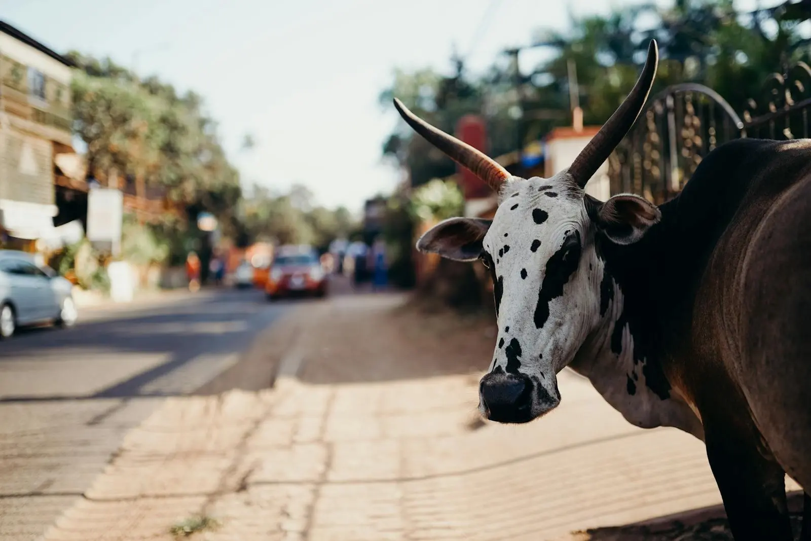 Majestic cow with large horns on a sunlit street in India, showcasing urban life.