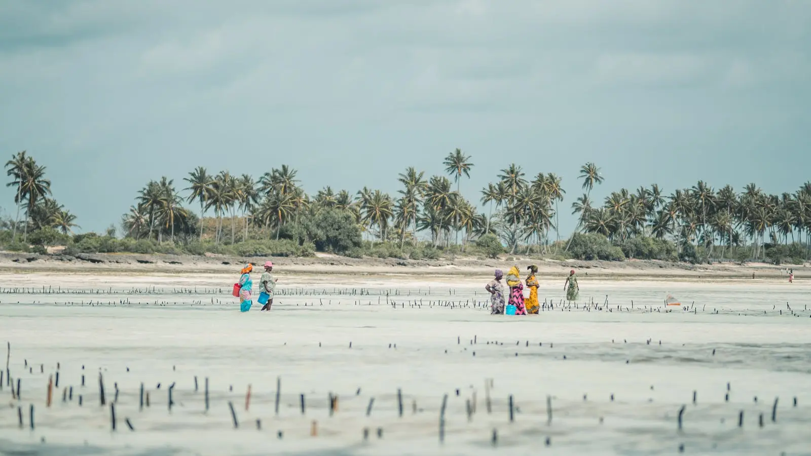 Colorful dresses of women harvesting seaweed on a tropical Zanzibar beach in Tanzania.