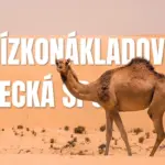 Nízkonákladová letecká spoločnosť