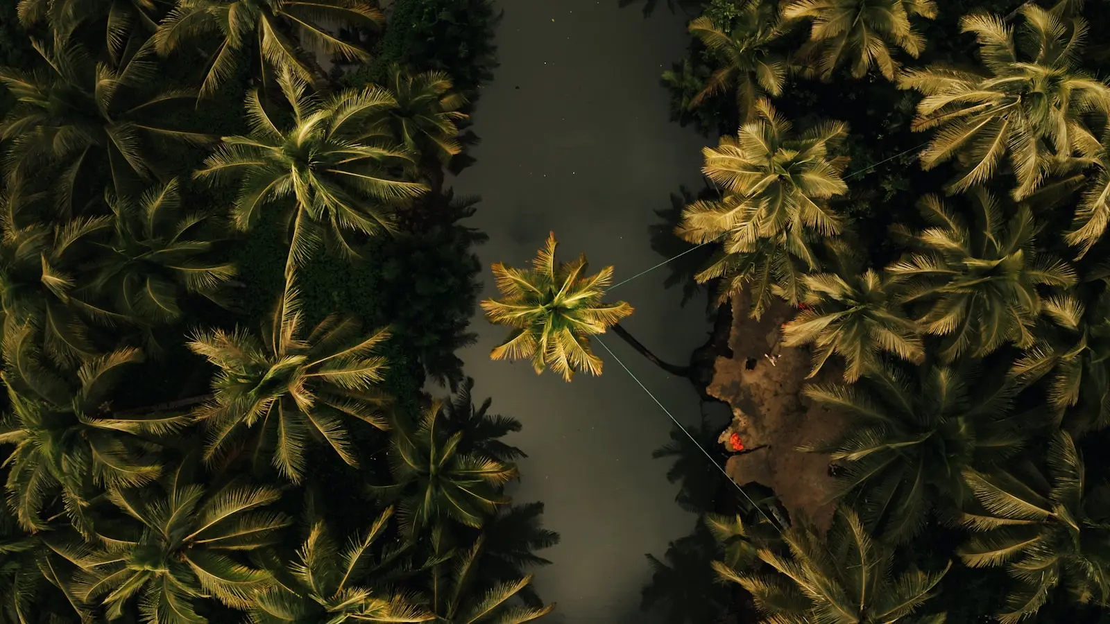 Photo by Jake Irish a group of pine trees