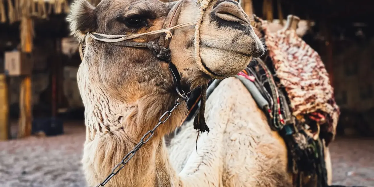 Výber peňazí v Egypte