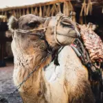 Výber peňazí v Egypte