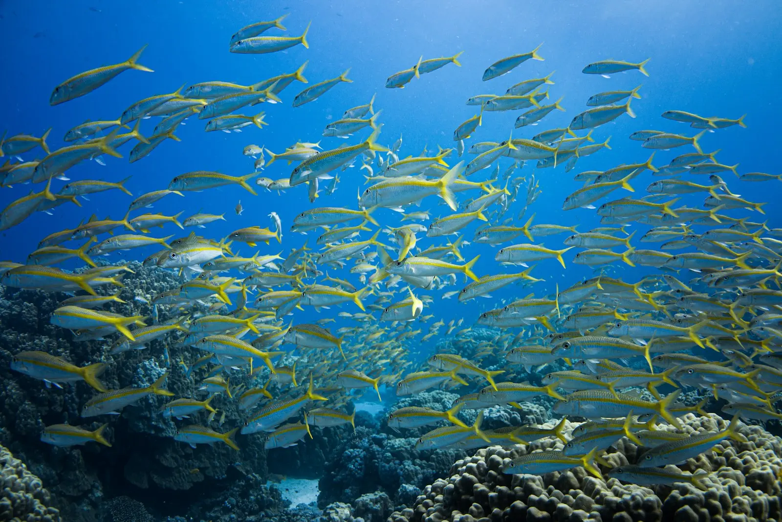 a school of fish swimming in the ocean