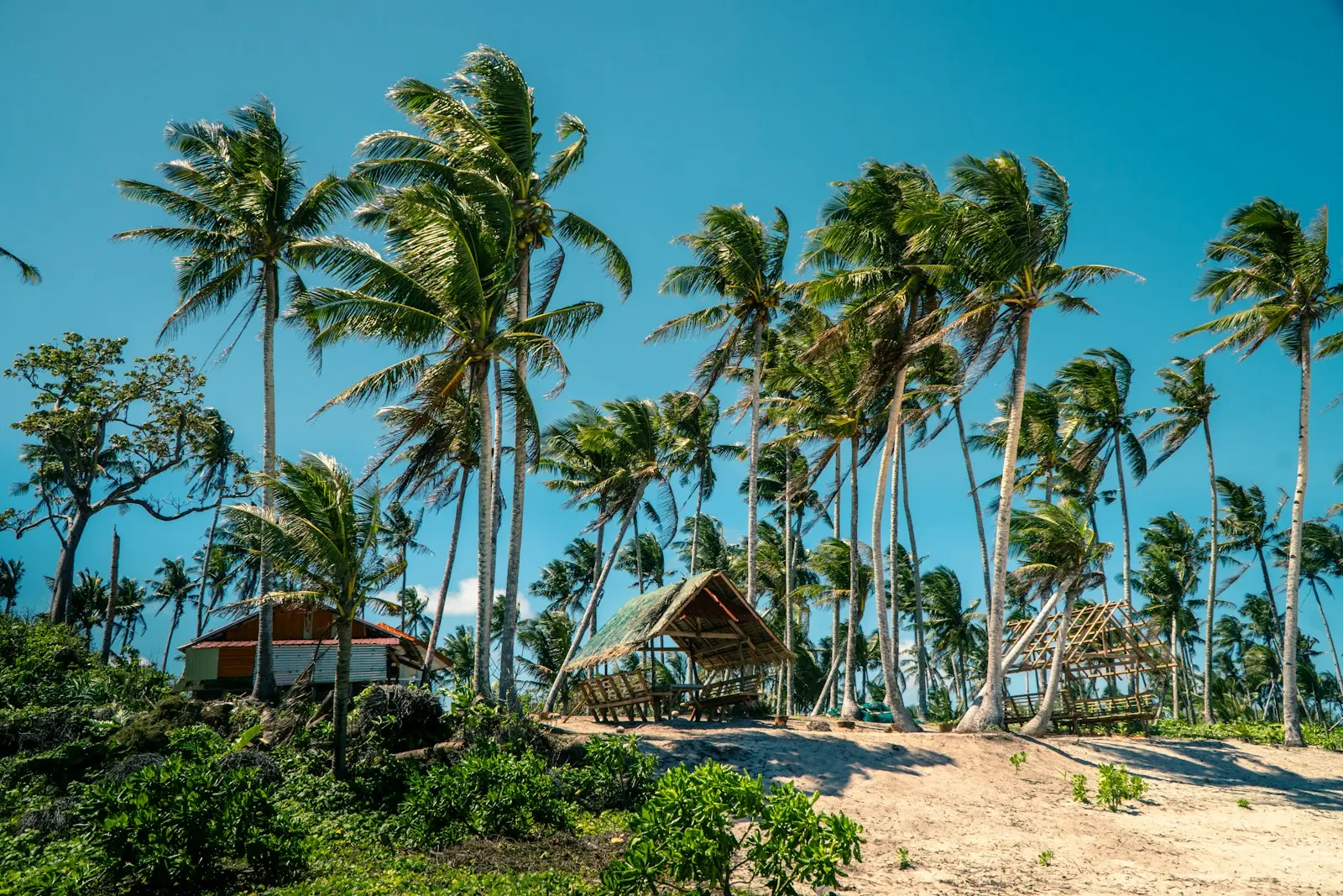 Photo by Jarno Colijn palm trees blowing in the wind on a beach