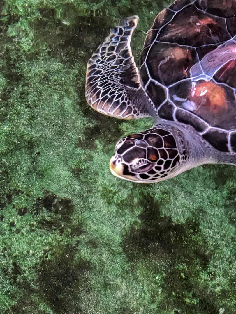 A sea turtle glides through the water.