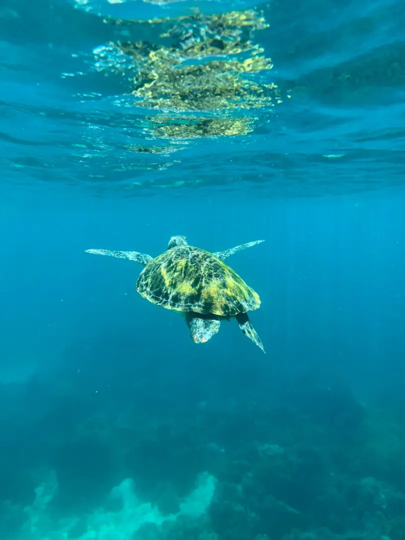a turtle swimming in the ocean with its head above the water