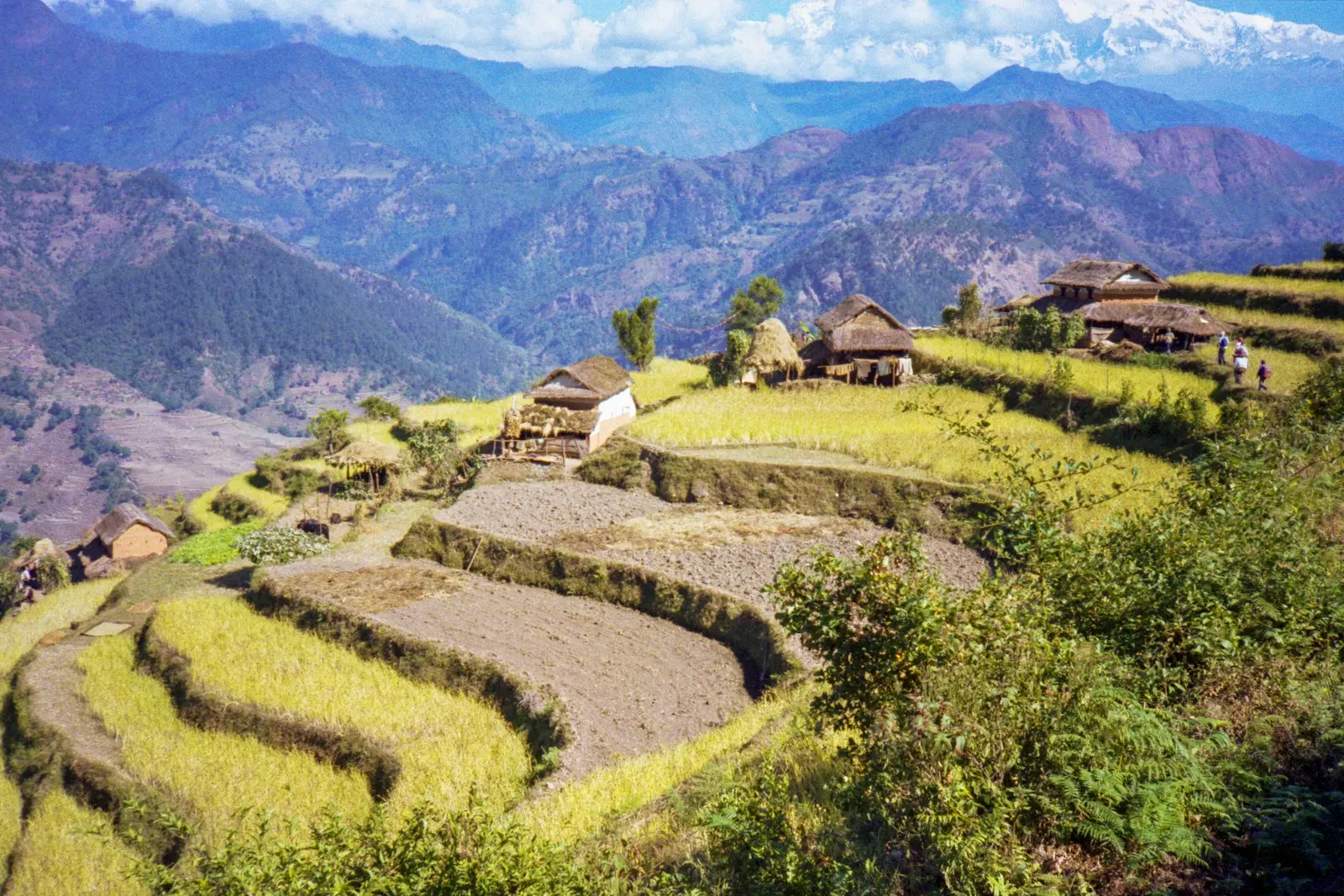 Terraced fields with houses on a mountainside.