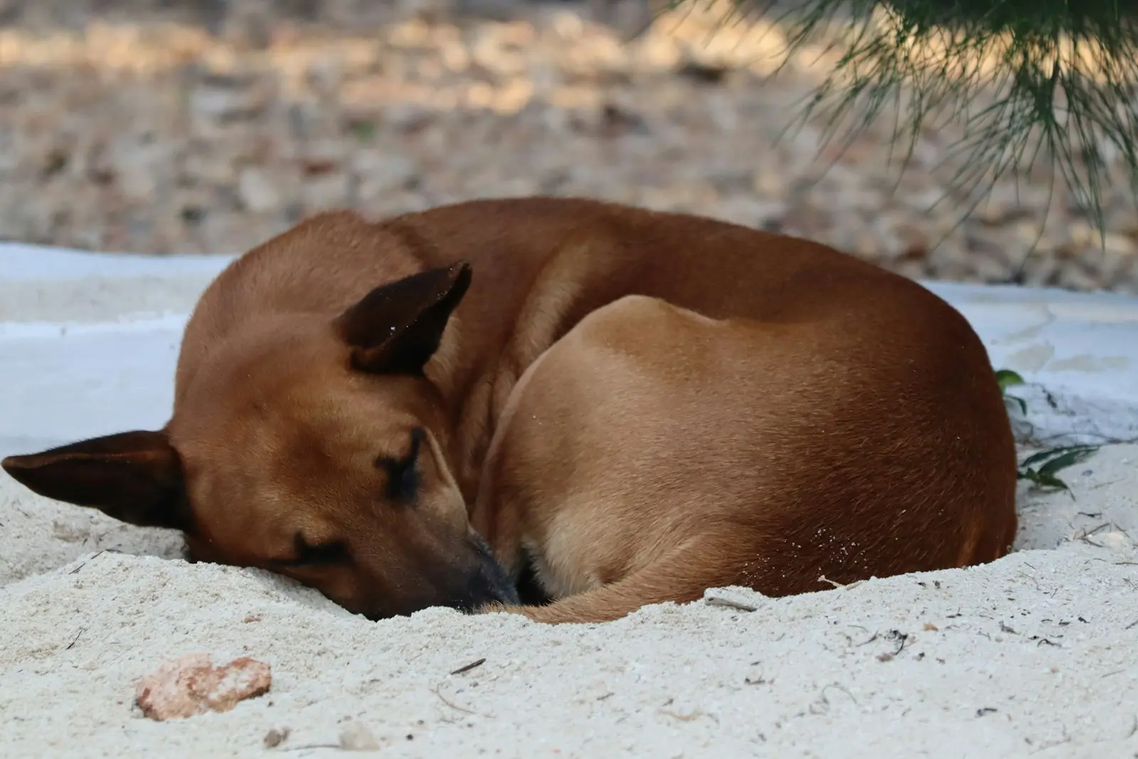 A brown dog laying on top of a sandy beach