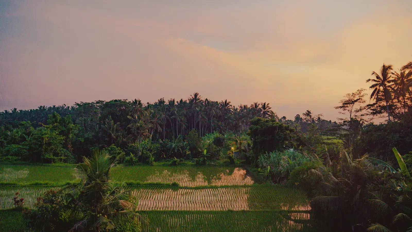 Green rice paddies and lush tropical landscape at sunset.