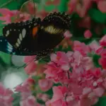 Ako vybrať peniaze z bankomatu na Bali