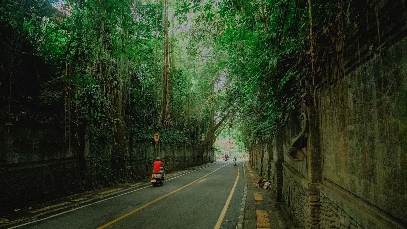 A road is surrounded by lush trees.