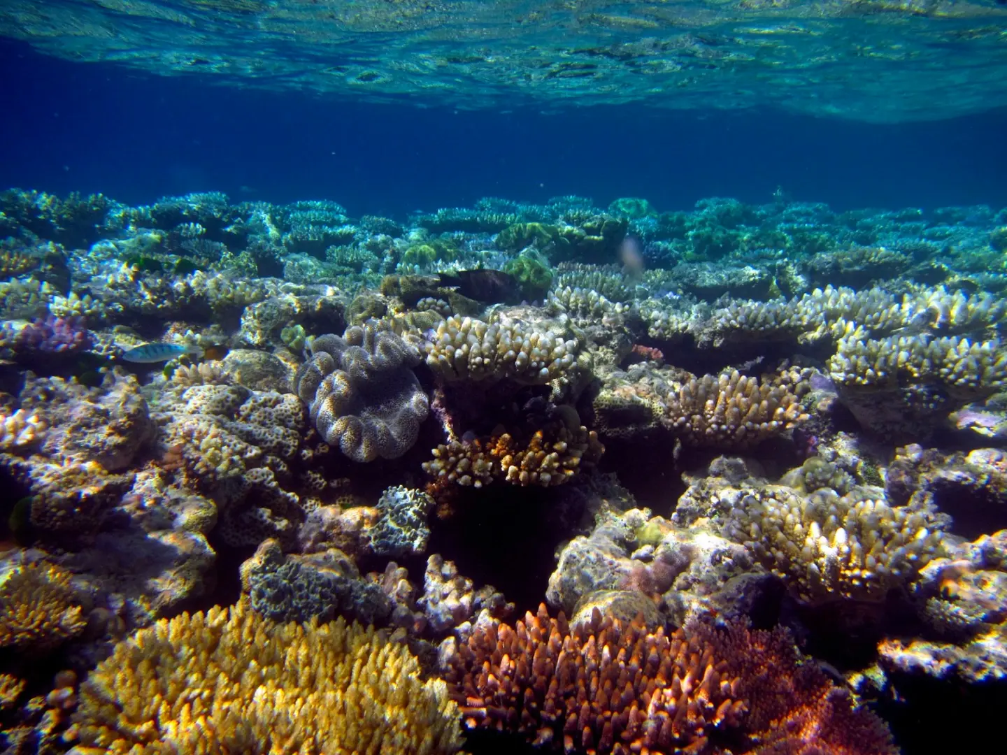 Underwater coral reef teeming with diverse marine life.