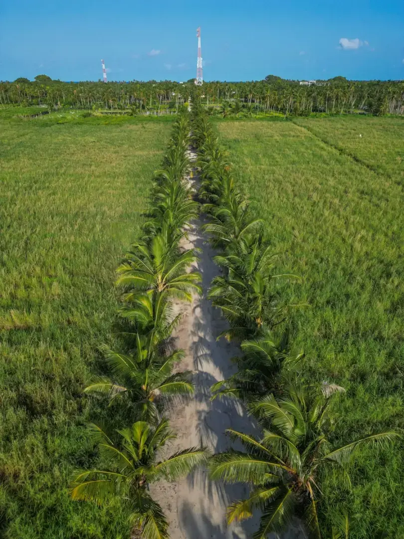 A long row of palm trees in the middle of a field