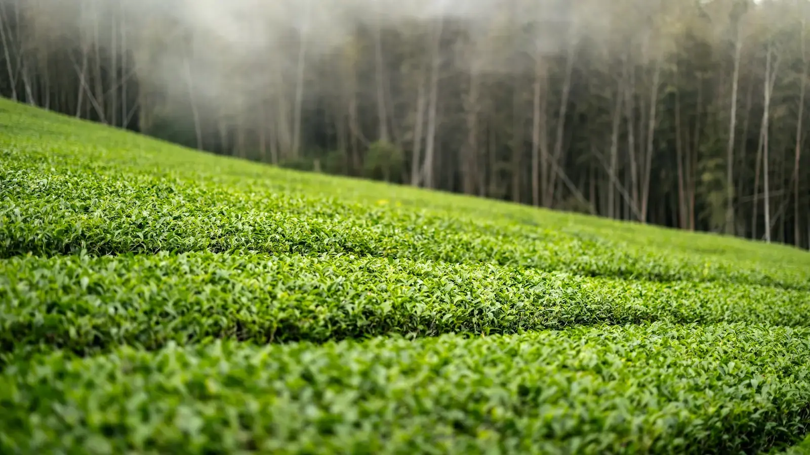 A lush green field with trees in the background