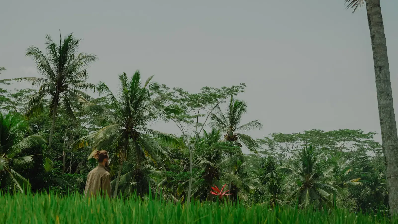 A person walks through lush, green tropical foliage.