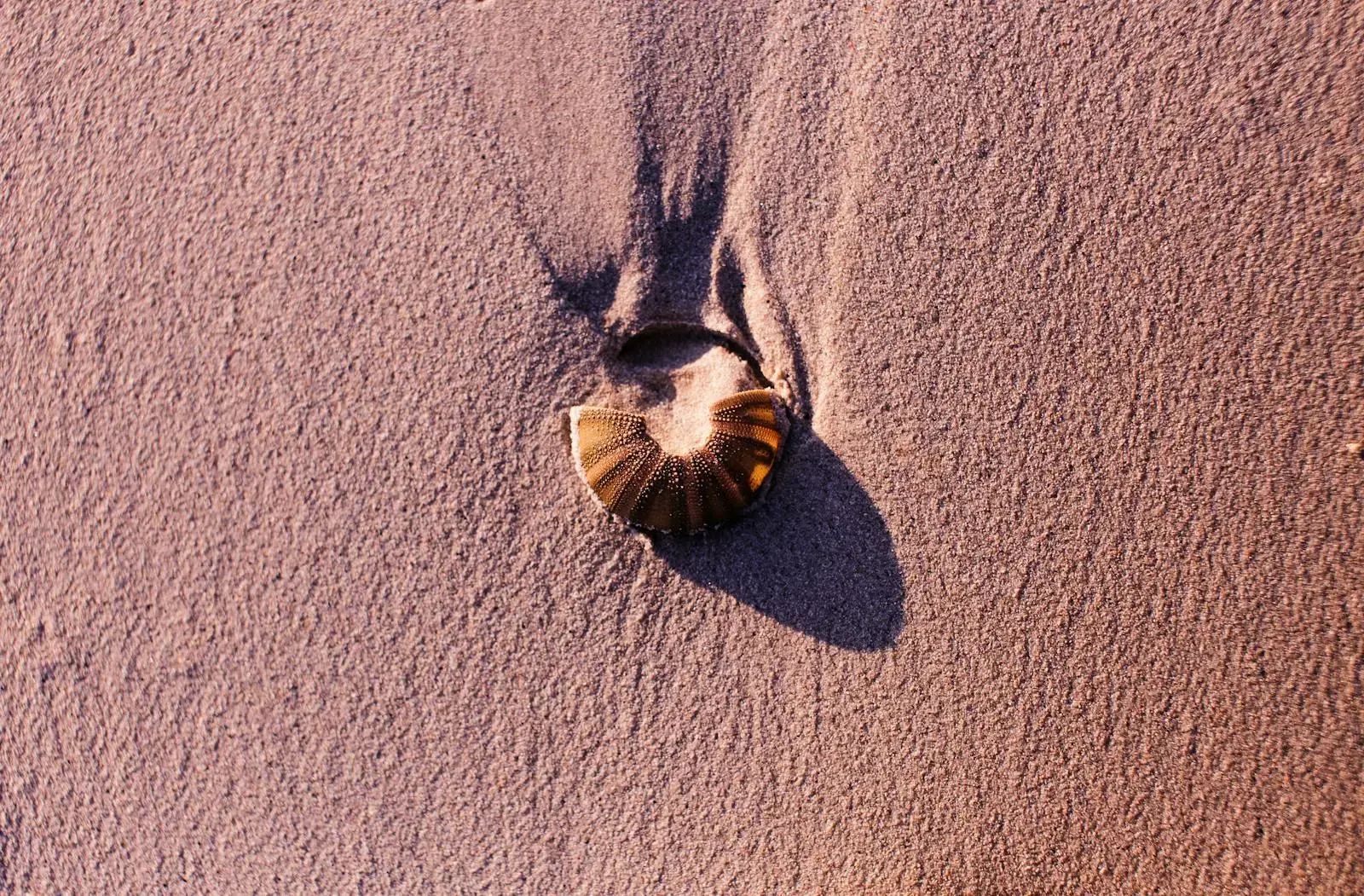Photo by Rachel Claire Close-up of a seashell on sandy beach, casting a shadow in warm sunlight.