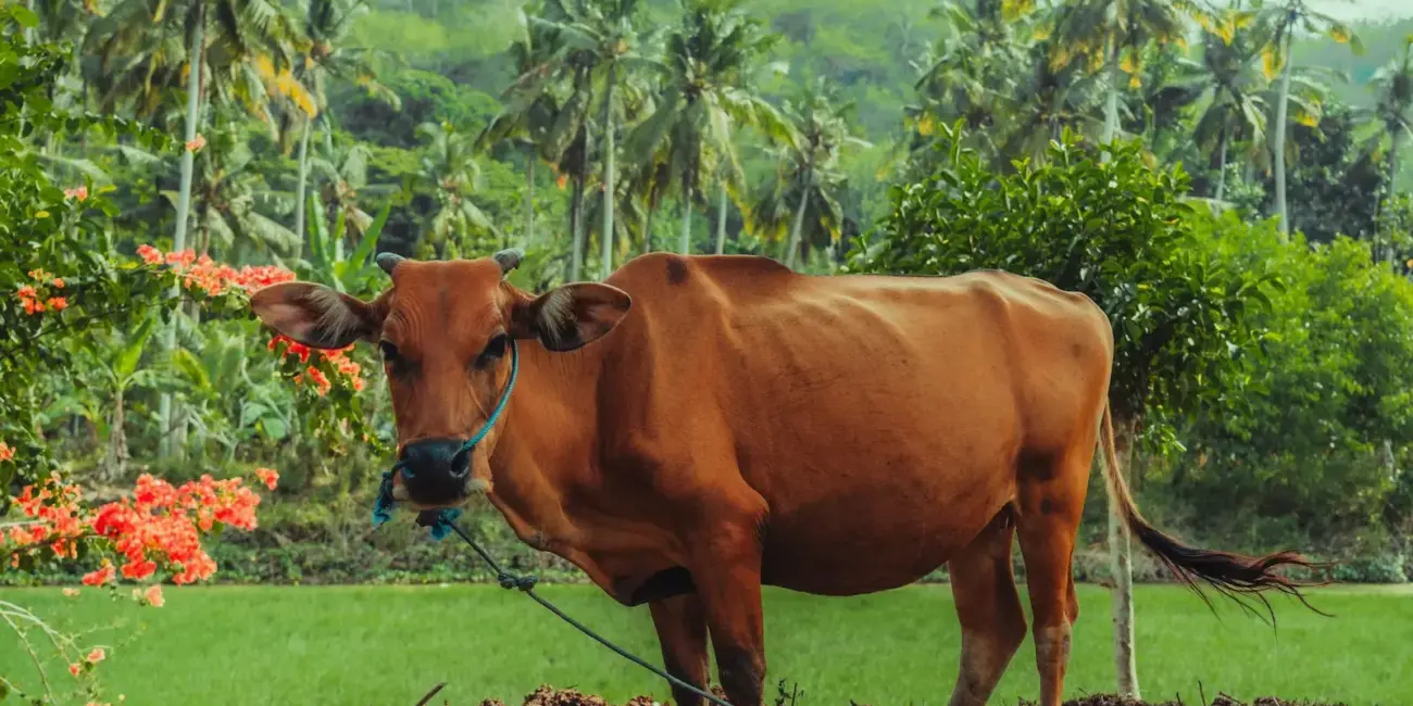 Ako funguje doprava na Bali