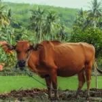 Ako funguje doprava na Bali