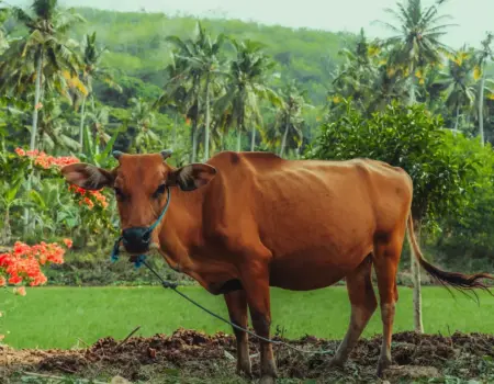 Ako funguje doprava na Bali