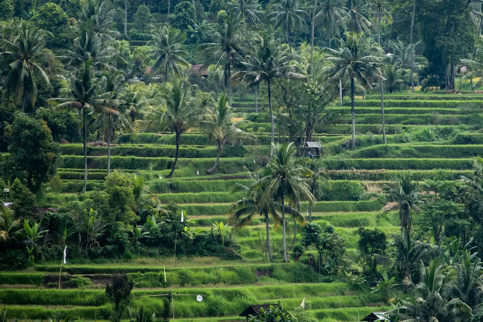 Rice terraces and lush trees fill this landscape.