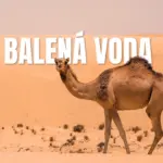 balená voda