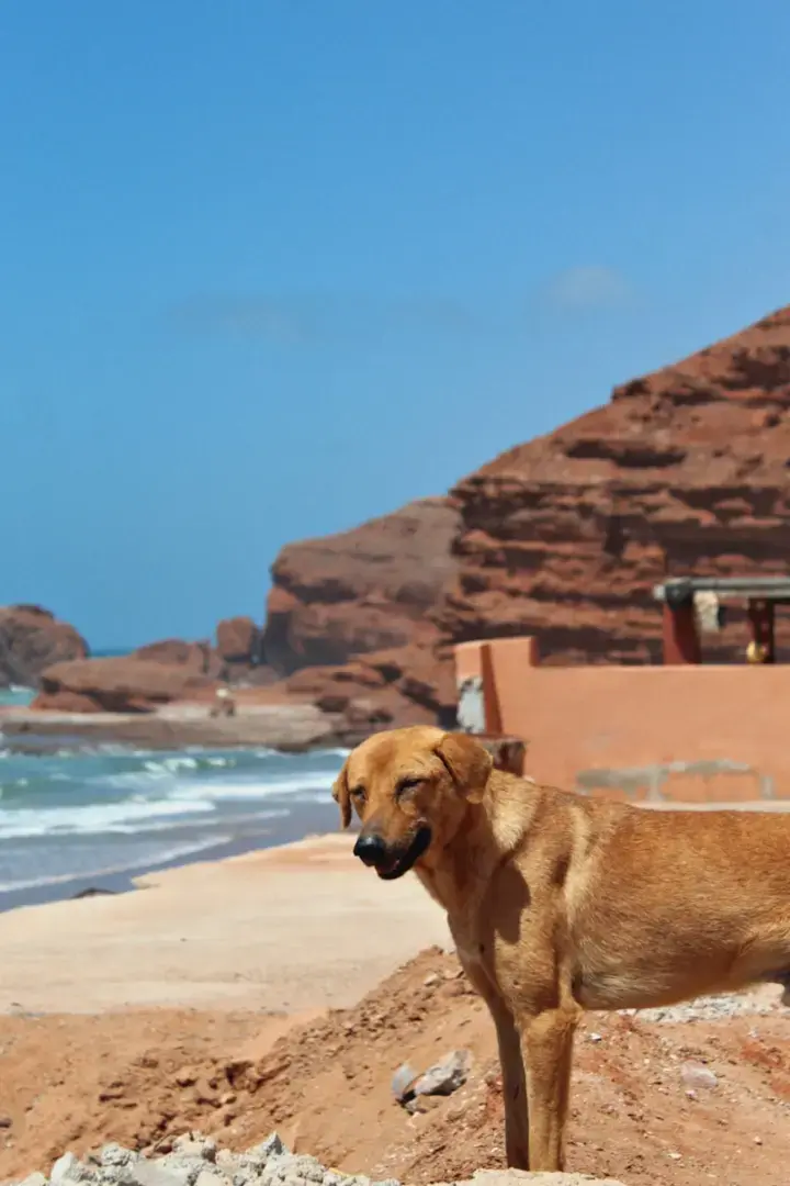 Photo by Raphaëlle Maillard A brown dog stands on a beach near red rocks.