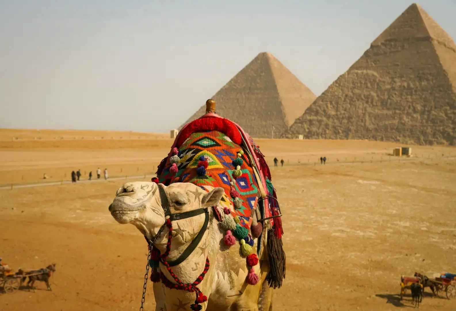 Camel with colorful saddle in front of pyramids