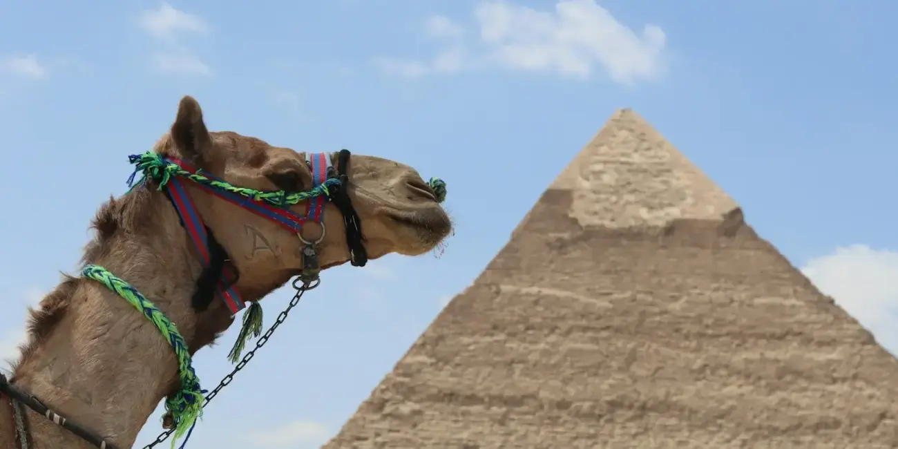 Camel in front of a pyramid under a blue sky.