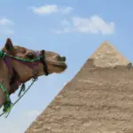 Camel in front of a pyramid under a blue sky.