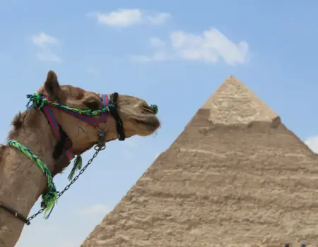 Camel in front of a pyramid under a blue sky.
