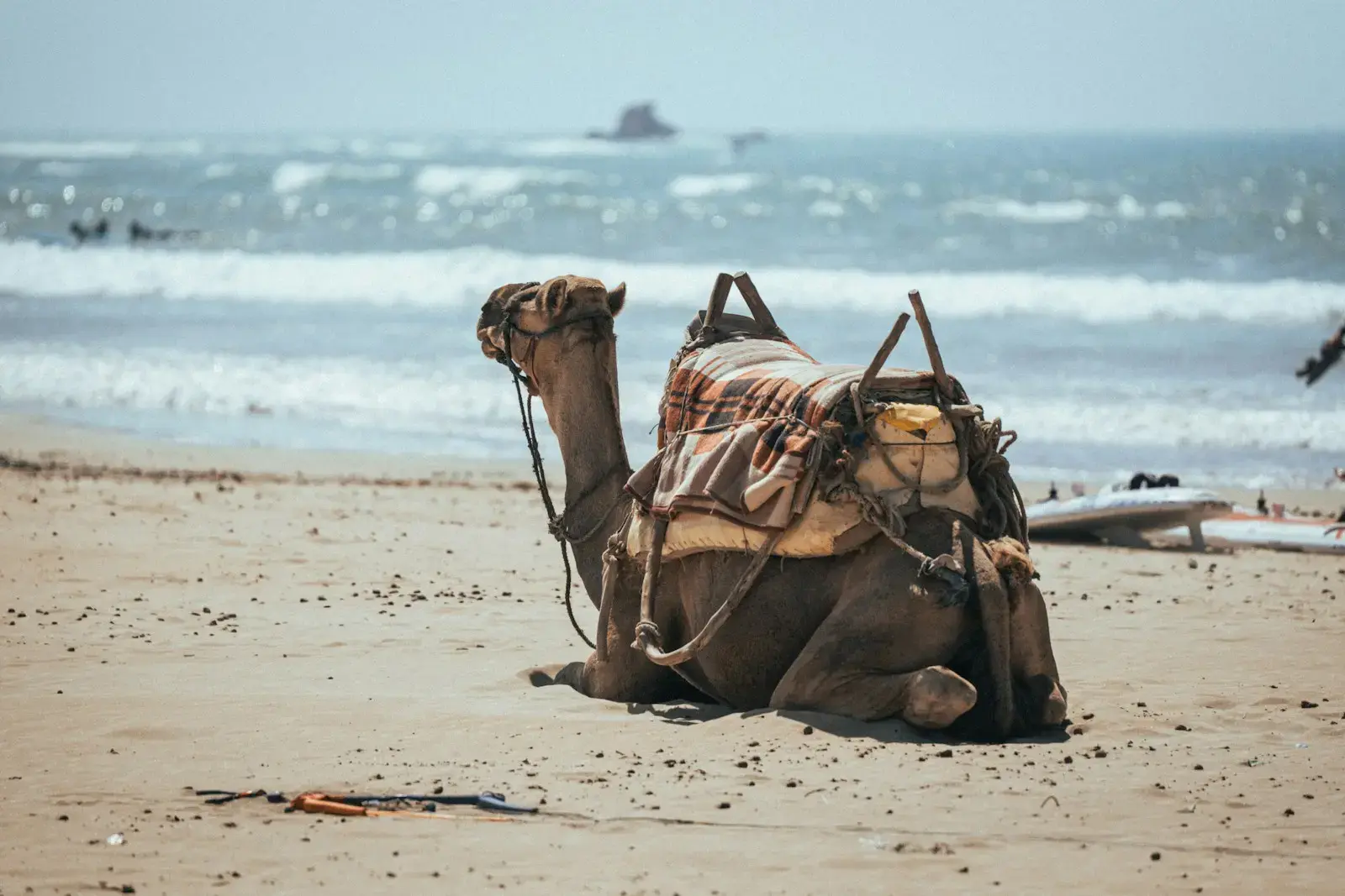 Photo by Tobias Pfeifer a camel is sitting on the beach near the water