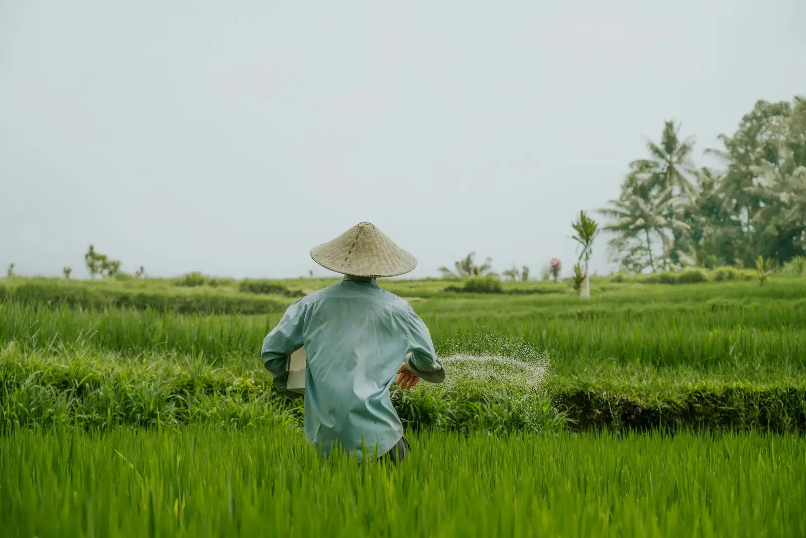 Photo by Matthew Stephenson A farmer works in a green rice paddy.