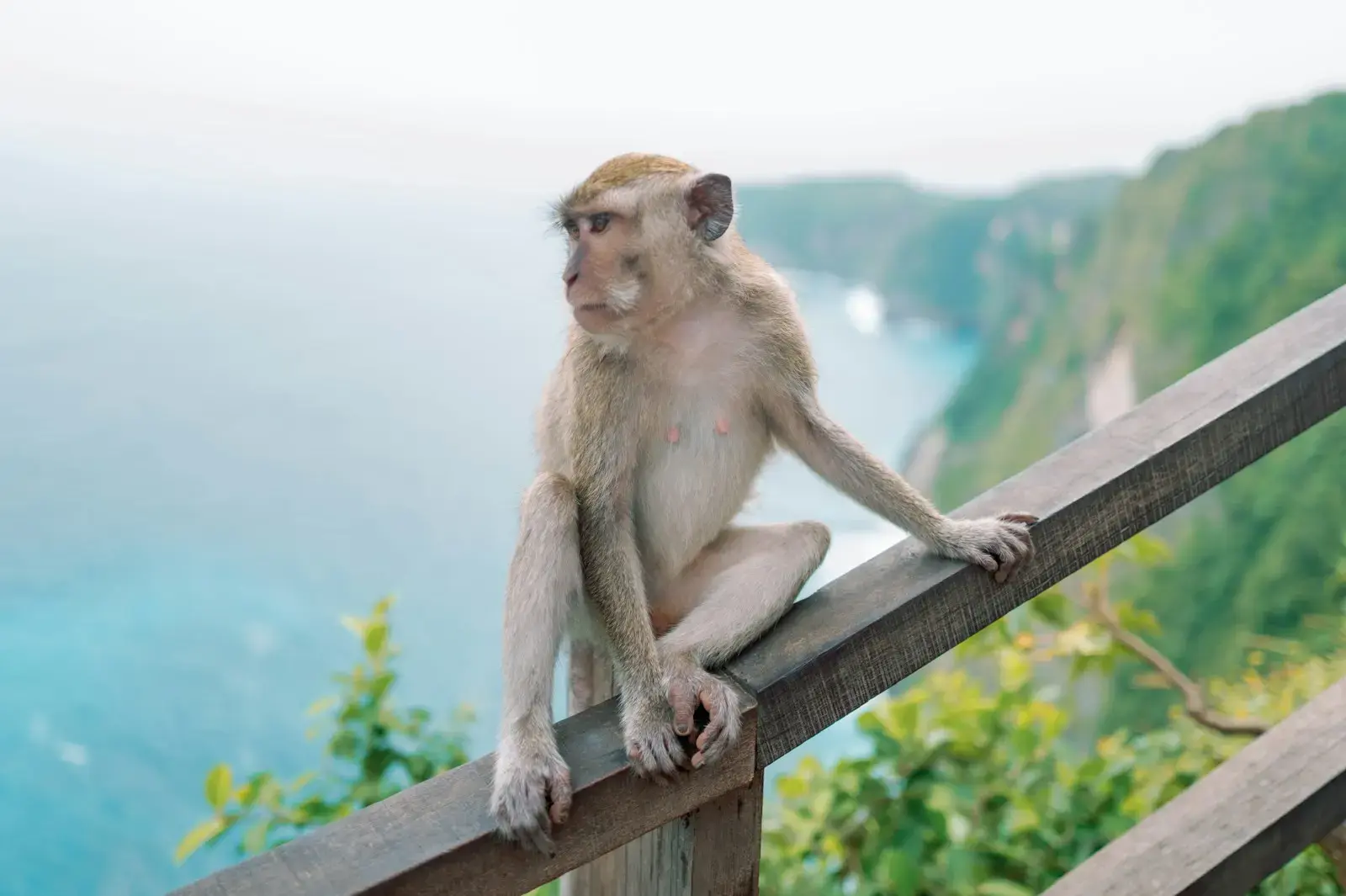 A monkey sits on a railing, gazing outward.