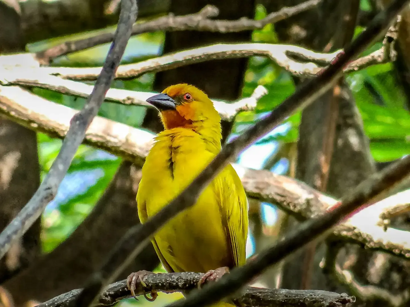 a yellow bird sitting on a branch in a tree
