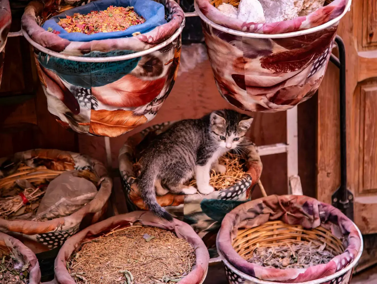 A kitten sits in a basket of spices.