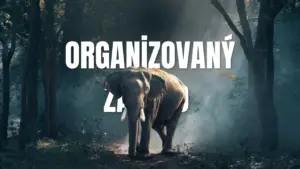 organizovaný zájazd