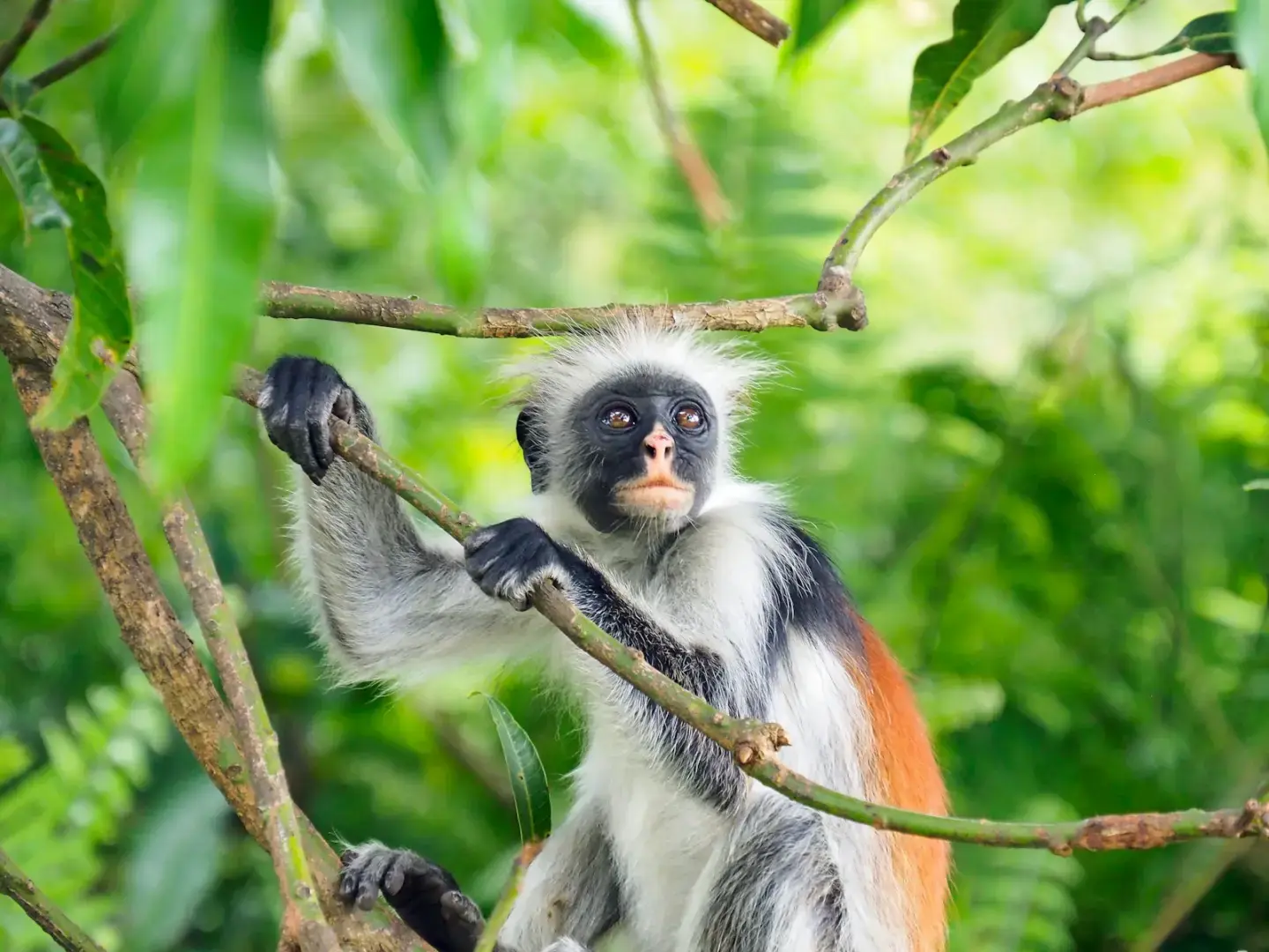 a monkey sitting on a tree branch in a forest